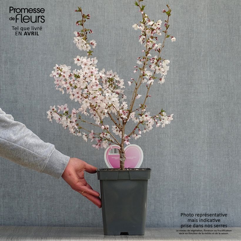 Example of Cerisier à fleurs - Prunus nipponica Brillant Pot de 4L/5L, Tige as you get in printemps