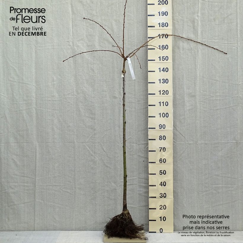 Spécimen de Cerisier à fleurs - Prunus serrulata Kiku Shidare Zakura  Racines nues, Demi-Tige tel que livré en hiver