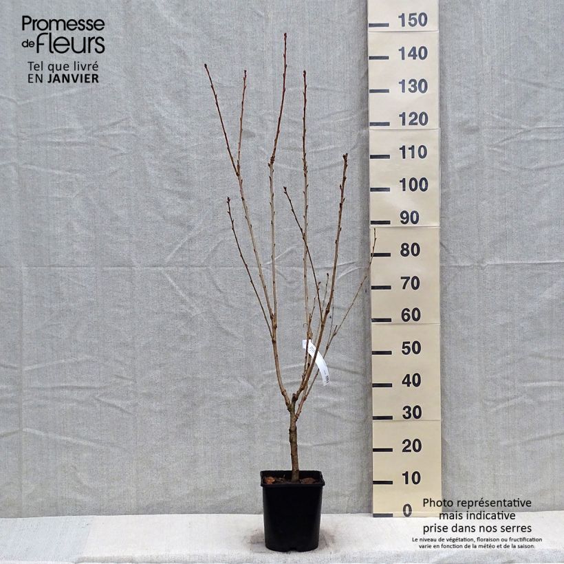 Example of Cerisier à fleurs - Prunus serrulata Pink Perfection Pot de 4L/5L as you get in hiver