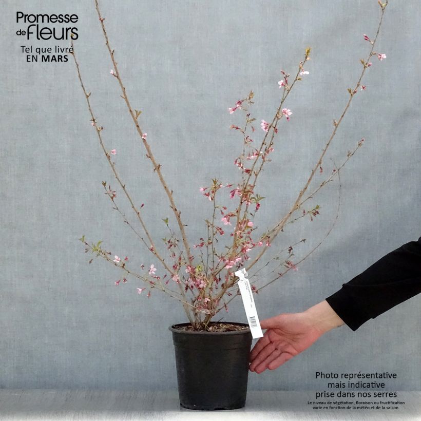 Spécimen de Cerisier à fleurs - Prunus subhirtella Fukubana Pot de 4L/5L tel que livré au printemps