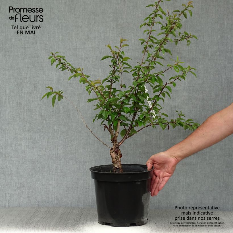 Spécimen de Cerisier à fleurs - Prunus subhirtella Fukubana Pot de 7,5L/10L tel que livré au printemps