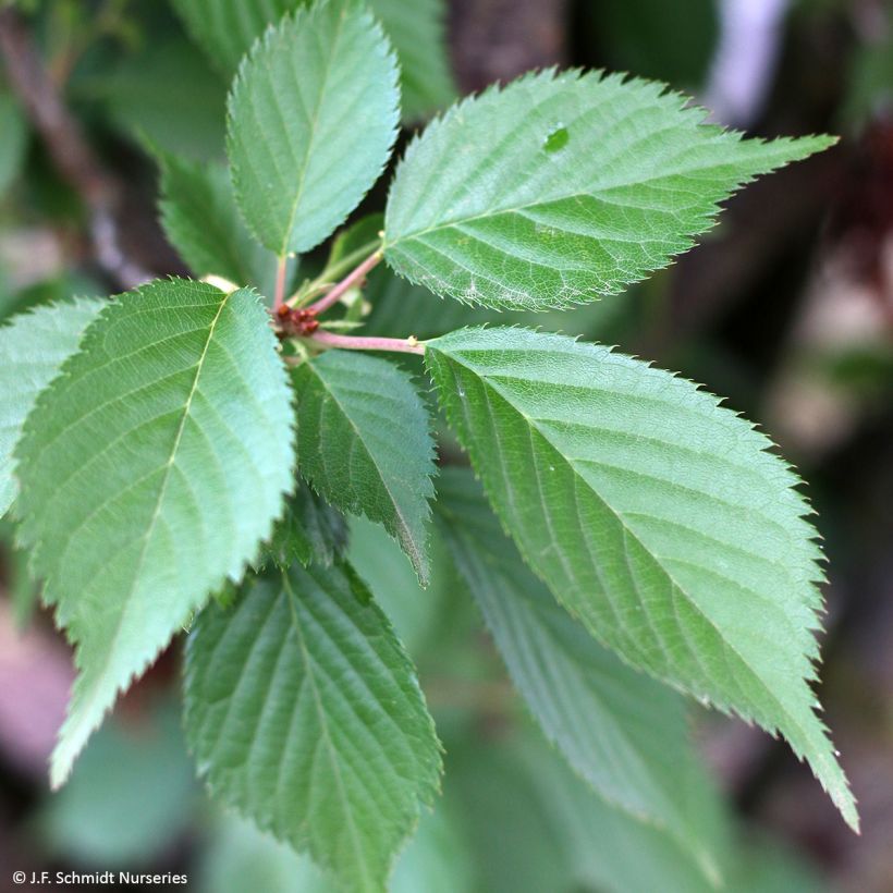 Prunus First Blush - Cerisier à fleurs (Foliage)