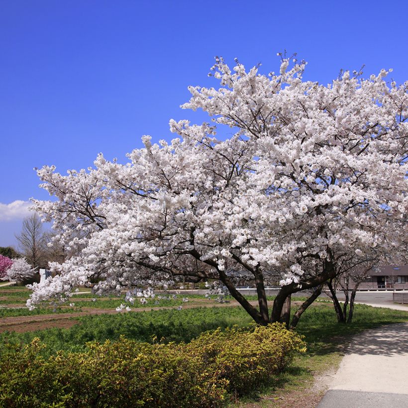 Cerisier à fleurs - Prunus yedoensis  (Plant habit)