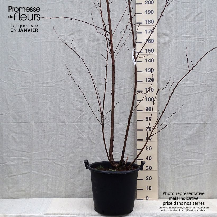 Example of Cerisier à fleurs - Prunus yedoensis  Pot de 50L/55L as you get in hiver