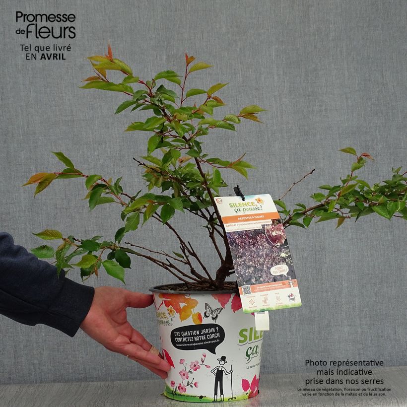 Example of Cerisier à fleurs d'automne - Prunus subhirtella Autumnalis Rosea  Pot de 4L/5L as you get in printemps