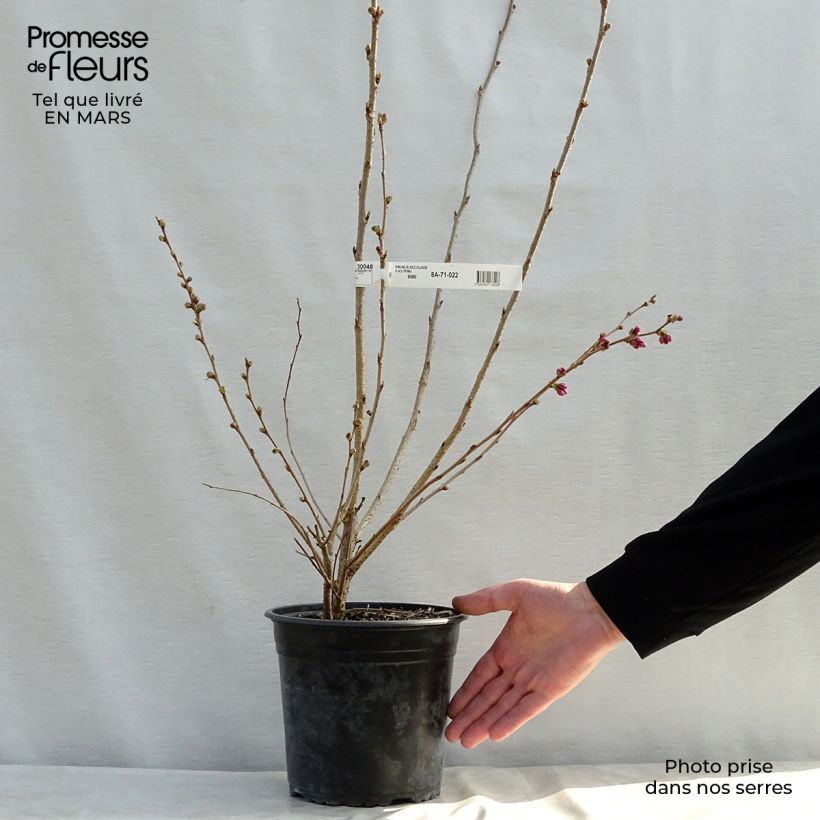 Example of Cerisier du Japon - Prunus Accolade Pot de 4L/5L as you get in printemps