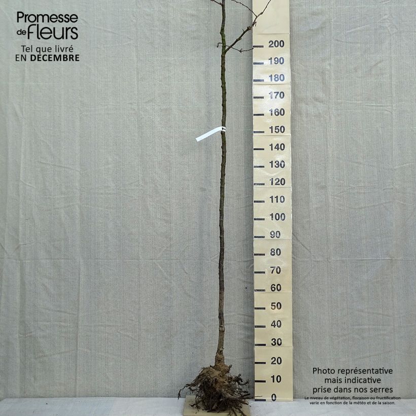 Example of Cerisier du Japon - Prunus Accolade Racines nues, Tige, Tige 6/8 as you get in hiver