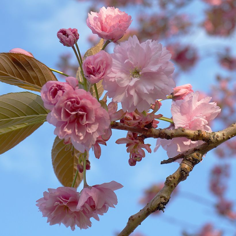 Cerisier à fleurs du Japon - Prunus serrulata Kanzan (Flowering)