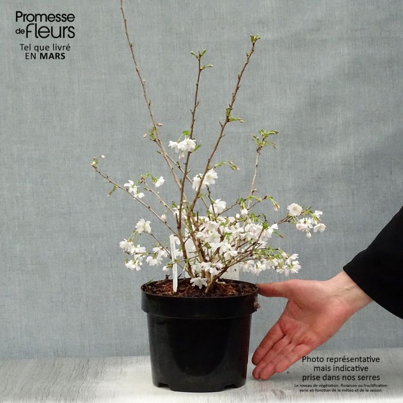Example of Cerisier à fleurs du Japon nain - Prunus incisa Mikinori Pot de 3L/4L as you get in printemps