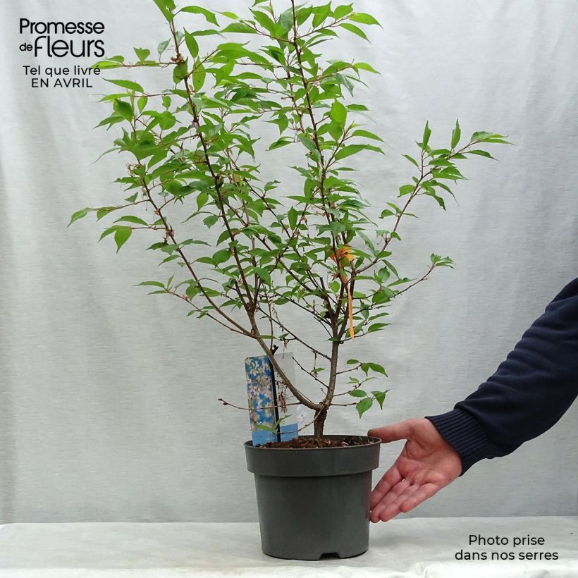 Spécimen de Cerisier à fleurs du Japon nain - Prunus incisa Paean Pot de 2L/3L tel que livré au printemps