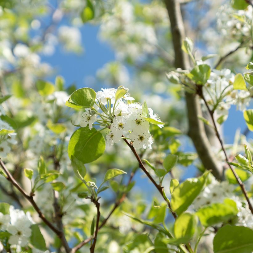 Cerisier à grappes - Prunus serrulata Sunset Boulevard (Flowering)