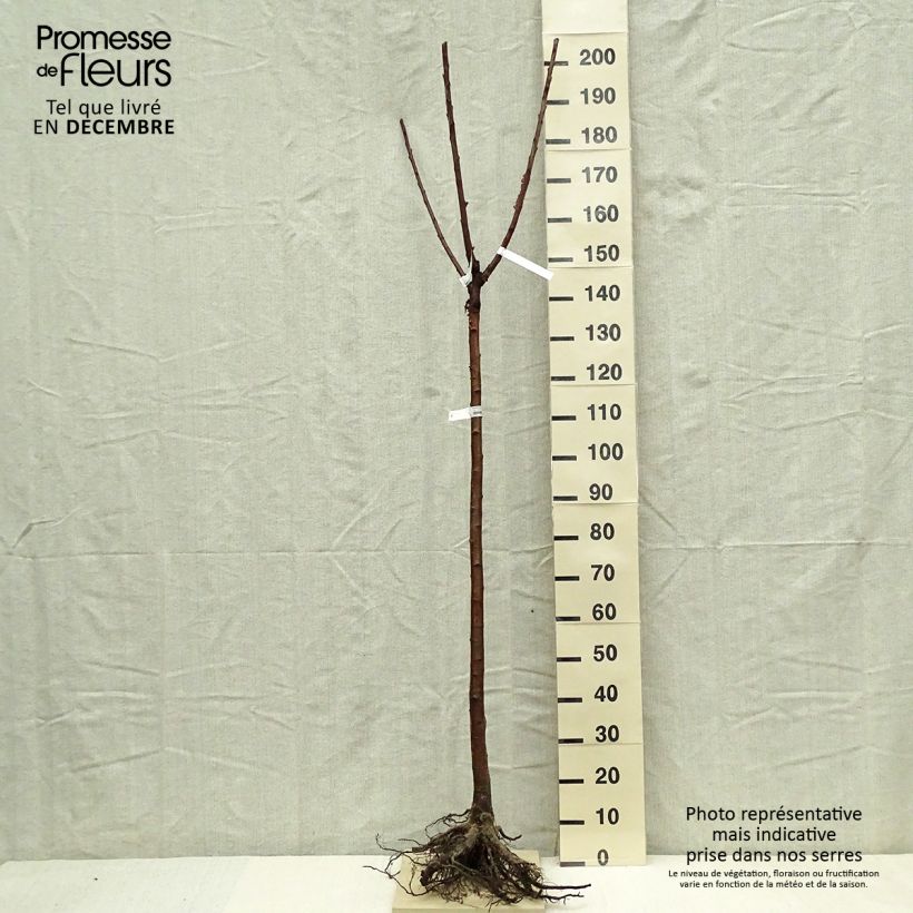 Example of Cerisier bigarreau Bigalise - Georges Delbard Racines nues, Demi-Tige as you get in hiver