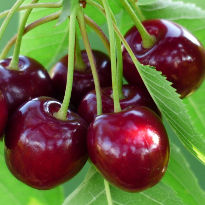 Cerisier Bigarreau Burlat (Harvest)