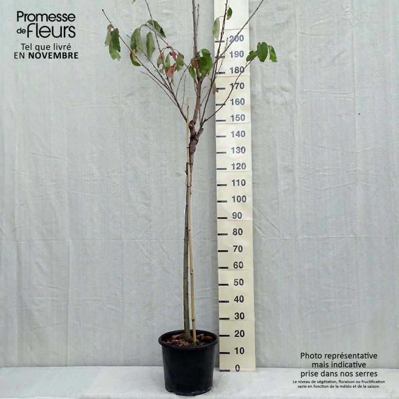 Spécimen de Cerisier Bigarreau Burlat Pot de 7,5L/10L, Demi-Tige tel que livré en automne