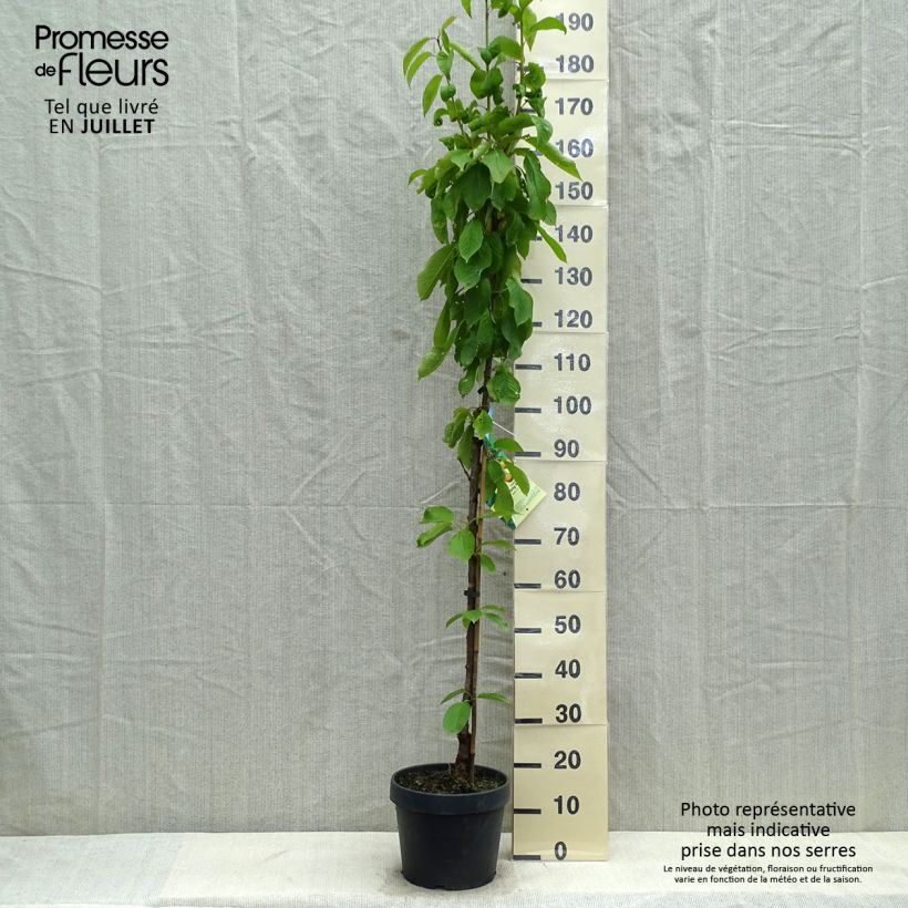Spécimen de Cerisier colonnaire Hong Kong - Prunus cerasus Pot de 6L/7L, Colonnaire tel que livré en été