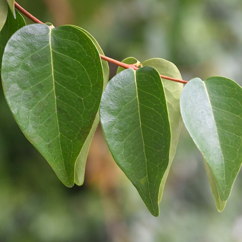 Cerisier de Cayenne - Eugenia uniflora (Feuillage)