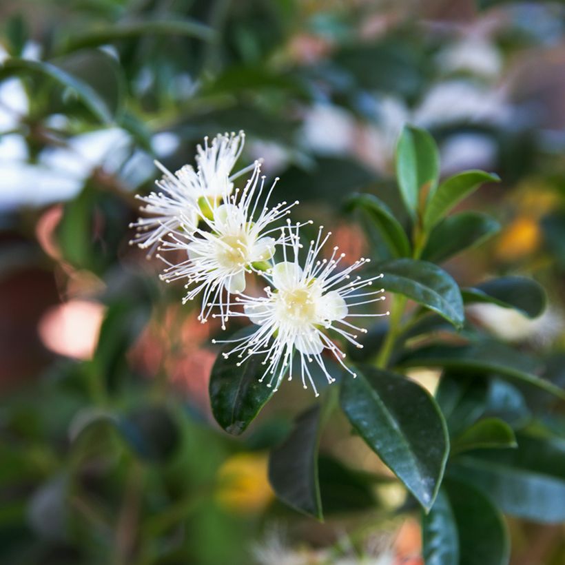 Cerisier de Cayenne - Eugenia uniflora (Floraison)