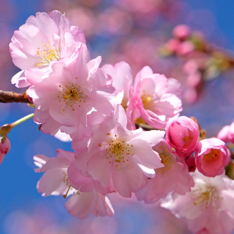 Cerisier du Japon - Prunus Accolade (Flowering)