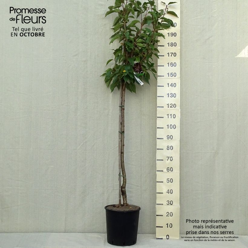 Spécimen de Cerisier à fleurs du Japon - Prunus serrulata Kanzan Pot de 7,5L/10L, Tige tel que livré en automne