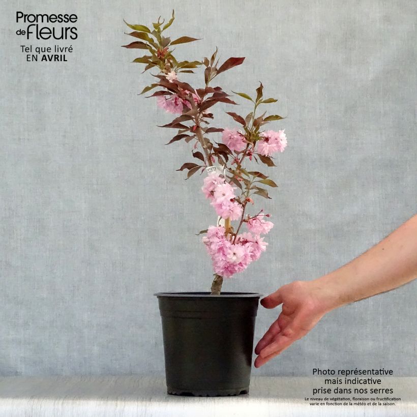 Example of Cerisier du Japon - Prunus serrulata Royal Burgundy Pot de 4L/5L as you get in printemps