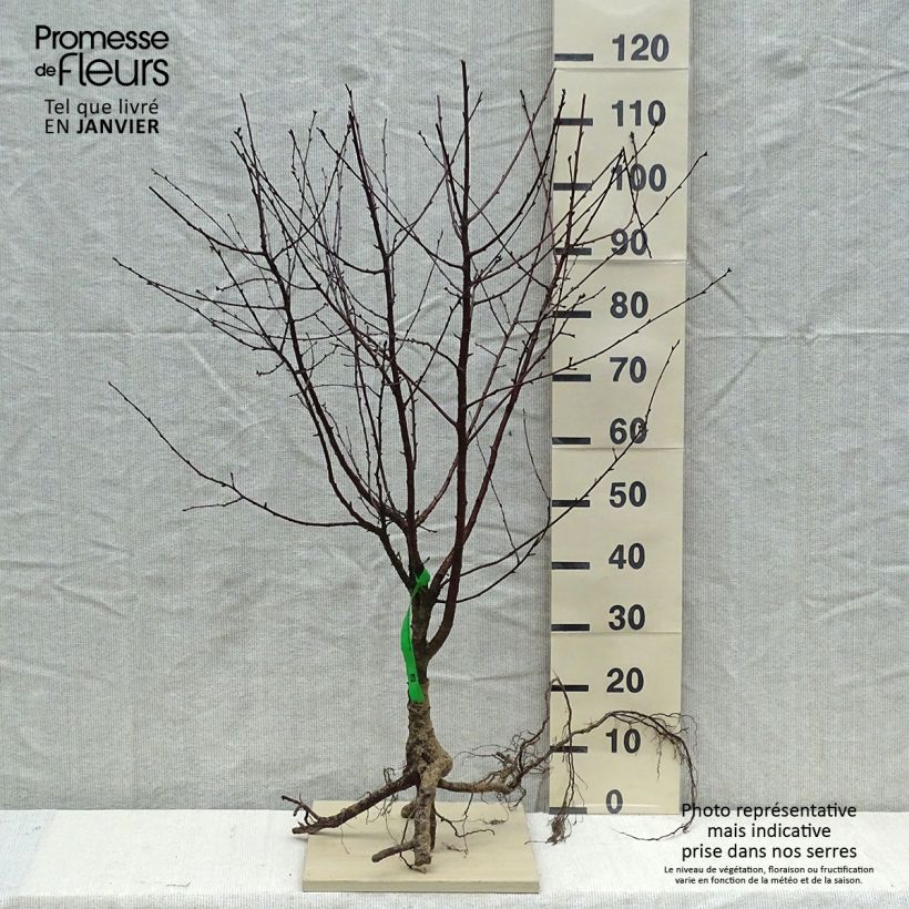 Example of Cerisier nain Cherry Baby Racines nues, Scion, Bio AB as you get in hiver