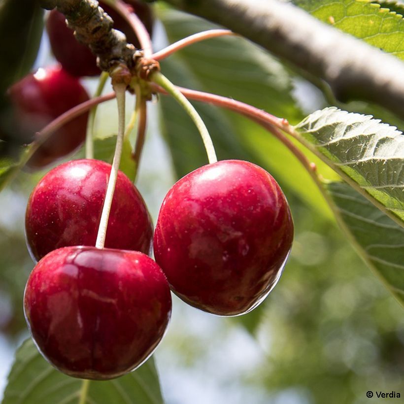 Cerisier nain Cherry Baby (Harvest)