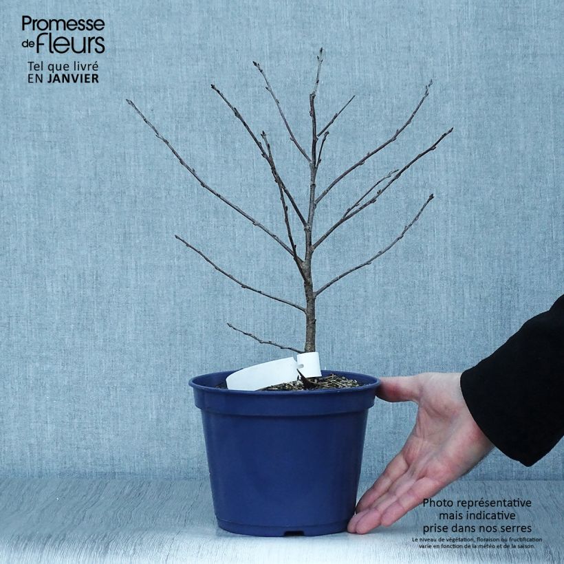 Example of Cerisier nain Cherry Baby Pot de 2L/3L, Touffe as you get in hiver