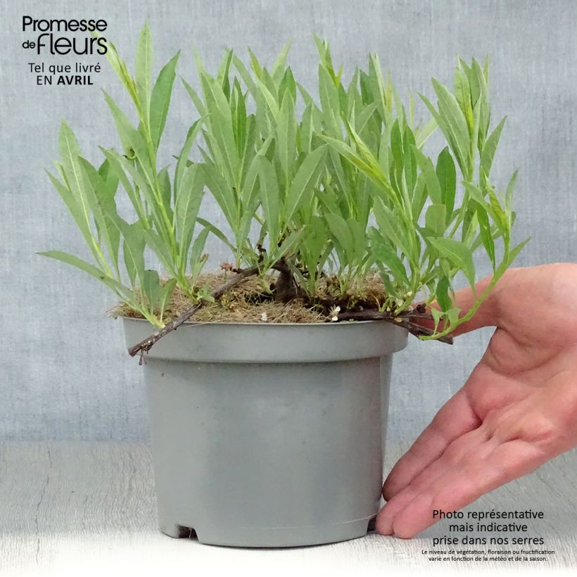 Example of Cerisier nain rampant - Prunus pumila Depressa Pot de 2L/3L as you get in printemps