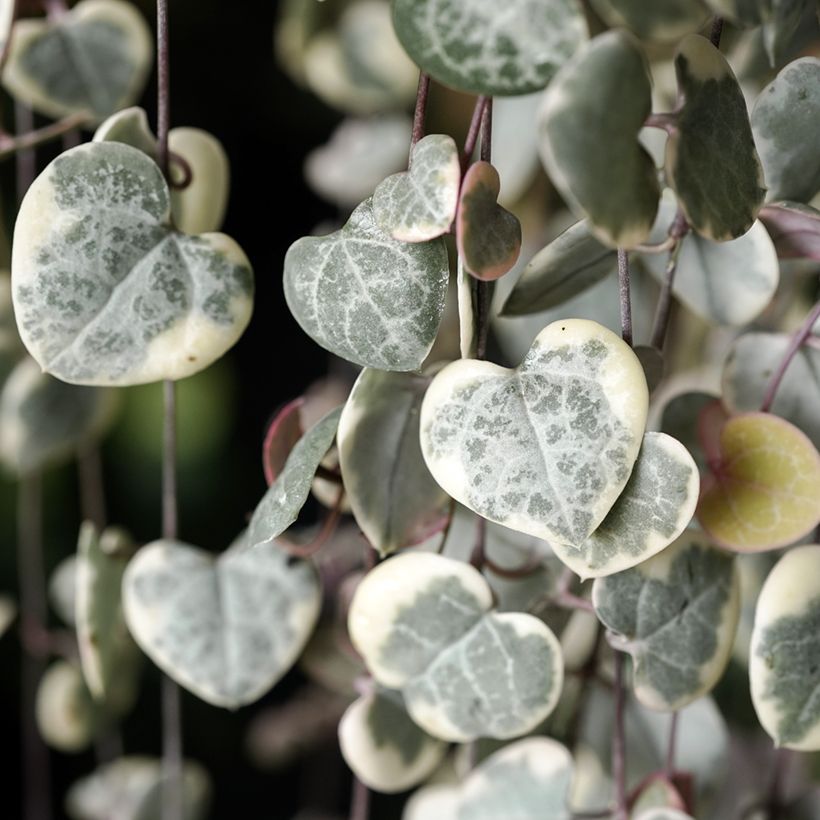 Ceropegia woodii Variegata - Chaîne des coeurs (Foliage)