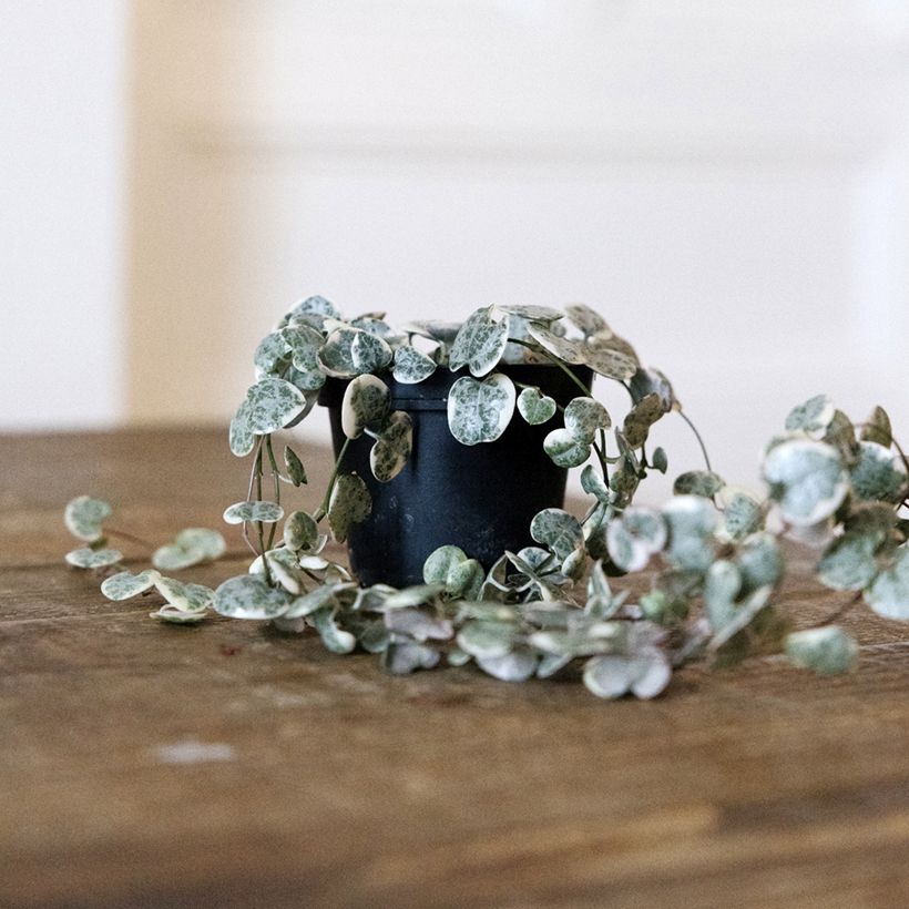 Ceropegia woodii Variegata - Chaîne des coeurs (Plant habit)