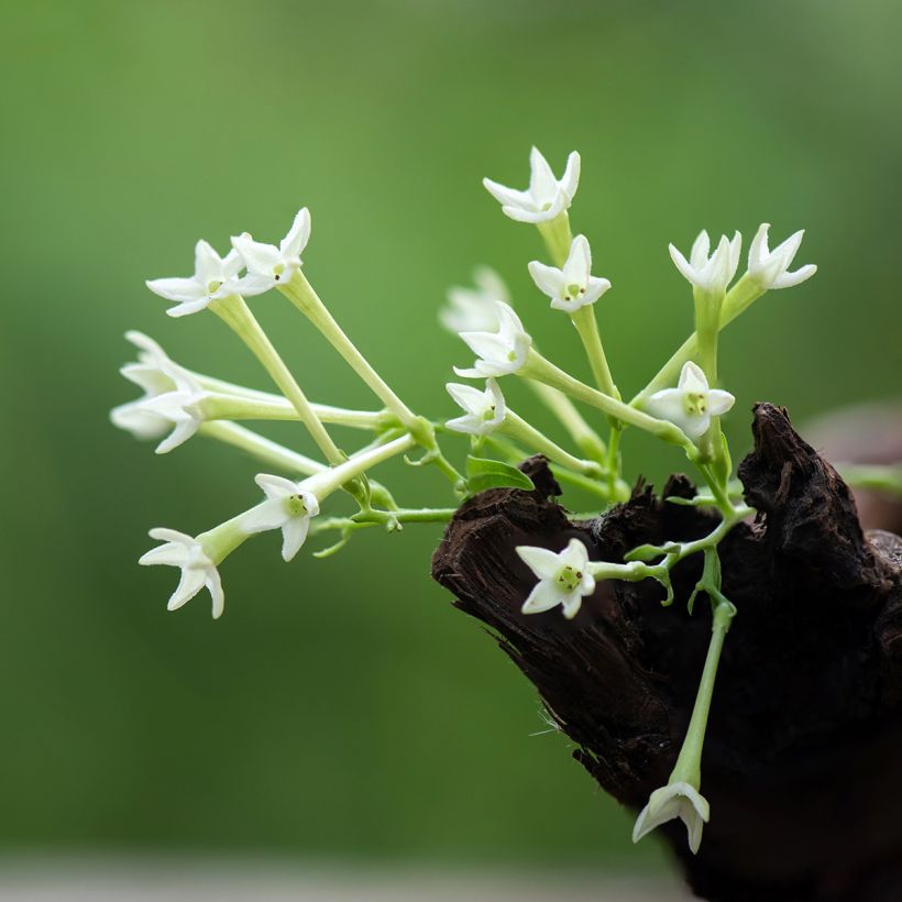 Cestrum nocturnum - Galant de nuit, Cestreau nocturne (Flowering)