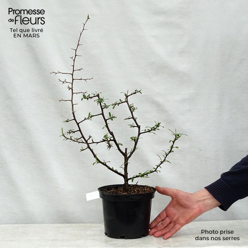 Example of Chaenomeles cathayensis - Cognassier de Cathay Pot de 3L/4L as you get in printemps