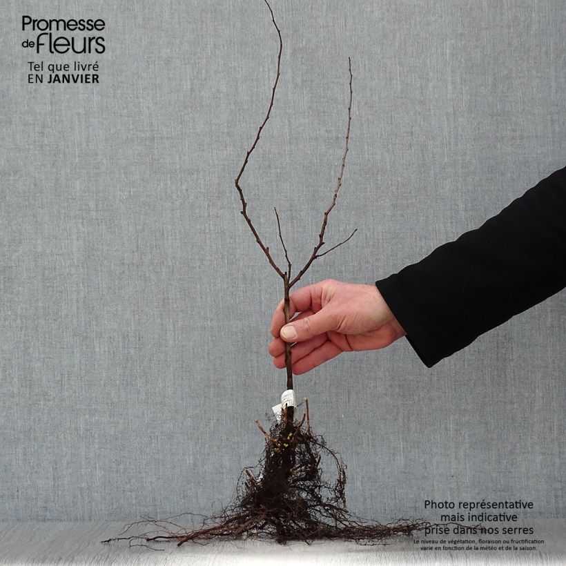 Example of Chaenomeles japonica - Cognassier du Japon Racines nues as you get in hiver