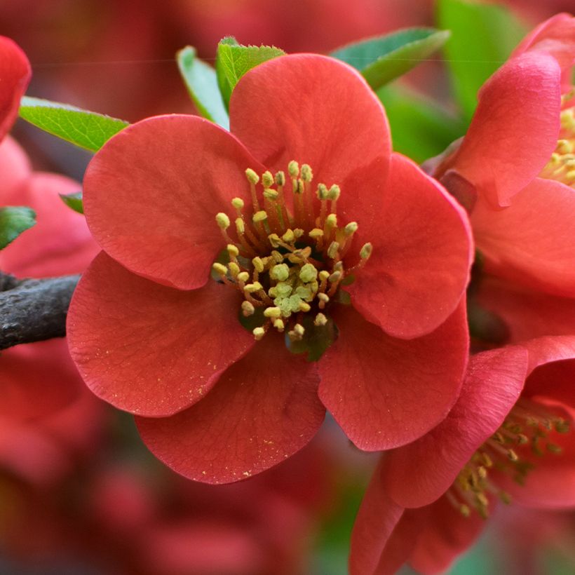 Chaenomeles japonica - Cognassier du Japon (Flowering)