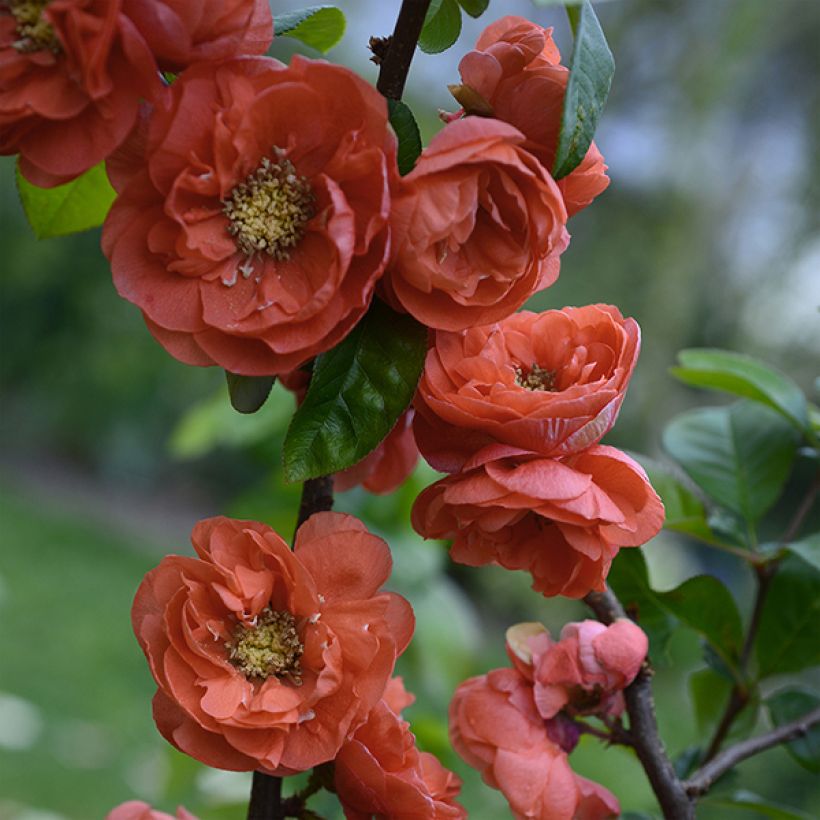 Cognassier du Japon - Chaenomeles speciosa Mango Storm (Flowering)