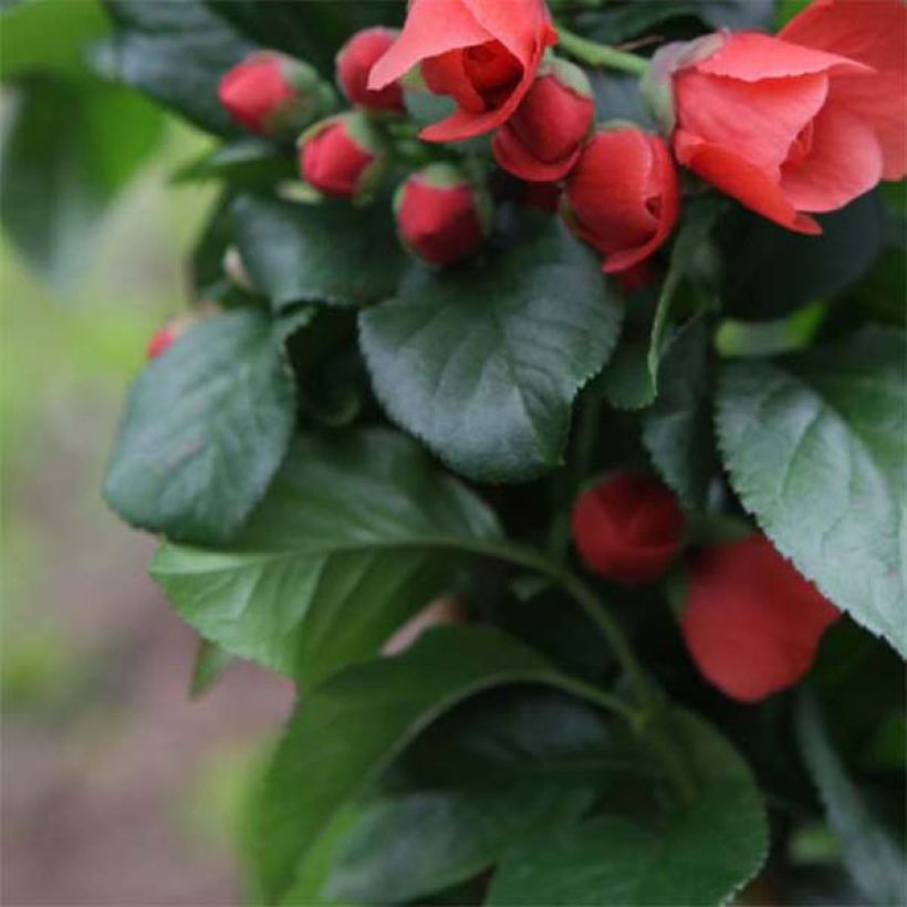 Cognassier du Japon Orange Storm - Chaenomeles speciosa (Foliage)