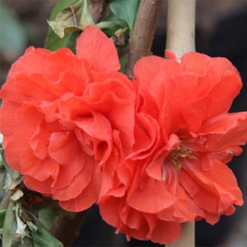Cognassier du Japon Orange Storm - Chaenomeles speciosa (Flowering)