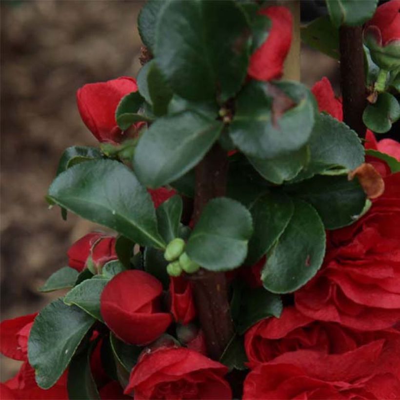 Cognassier du Japon - Chaenomeles speciosa Scarlet Storm   (Foliage)