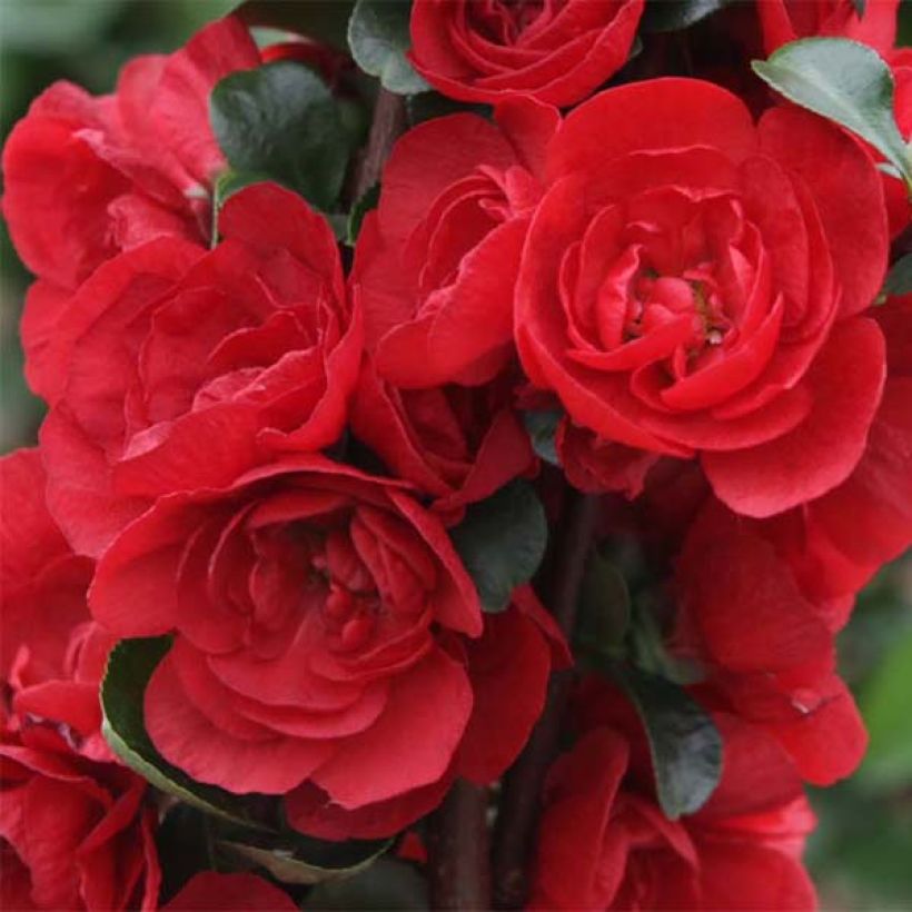 Cognassier du Japon - Chaenomeles speciosa Scarlet Storm   (Flowering)