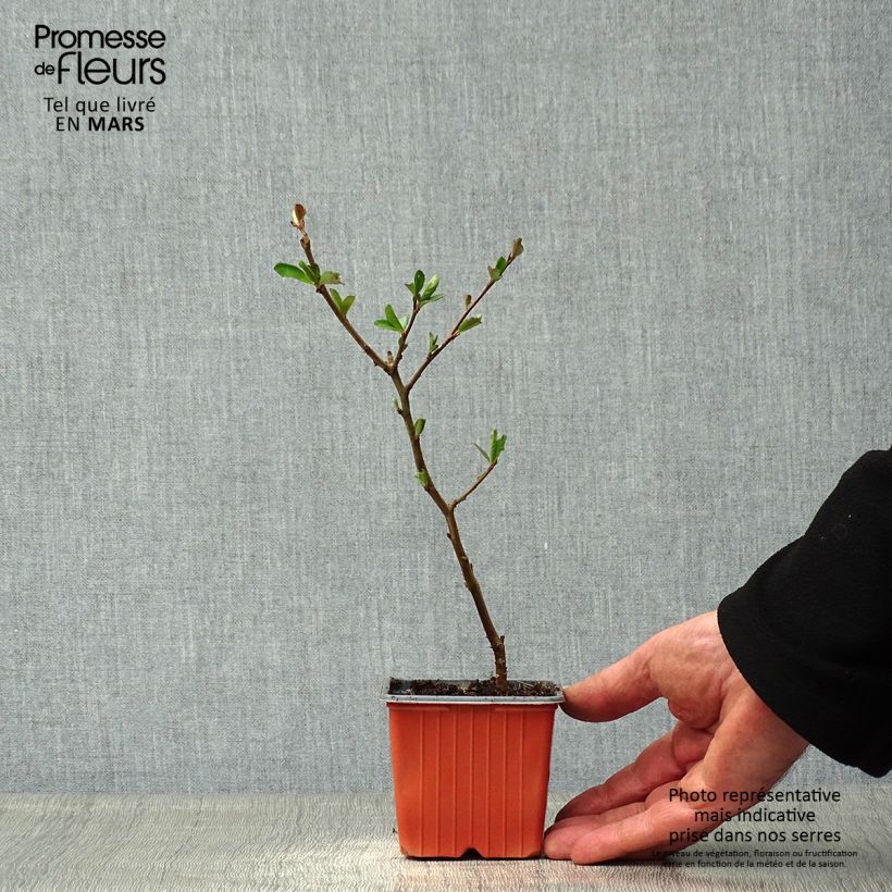 Example of Chaenomeles superba Nicoline - Chaenomeles superba Godet de 8/9 cm as you get in printemps