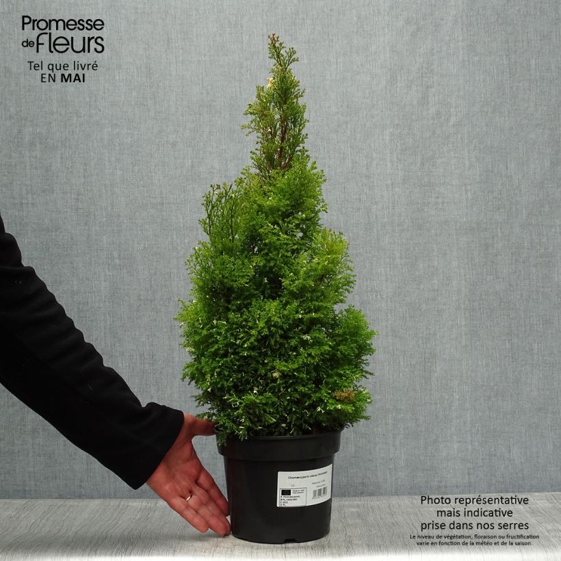 Example of Faux cyprès du Japon - Chamaecyparis obtusa Snowflake Pot de 2L/3L as you get in printemps