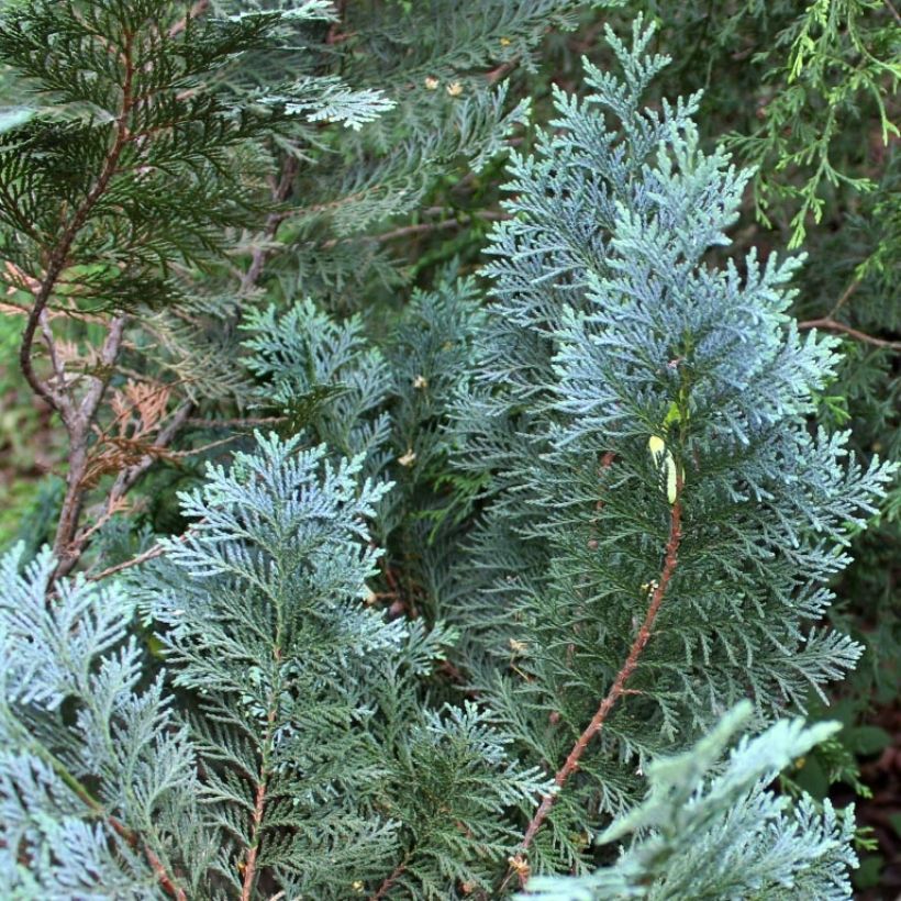 Chamaecyparis lawsoniana Alumii - Cyprès de Lawson (Foliage)