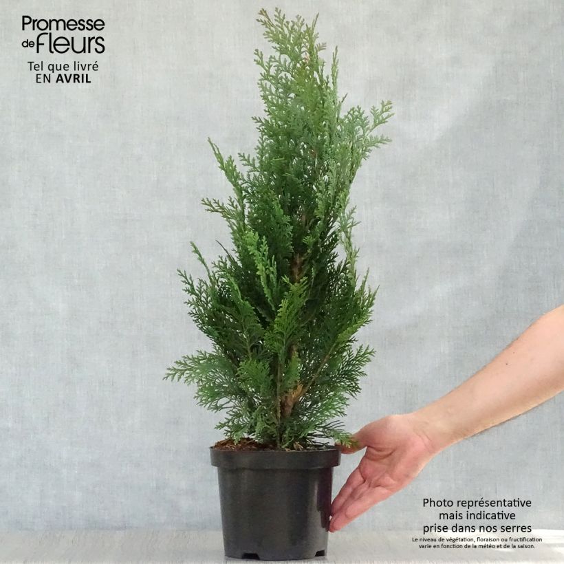 Example of Chamaecyparis lawsoniana Alumii - Cyprès de Lawson Pot de 3L/4L as you get in printemps