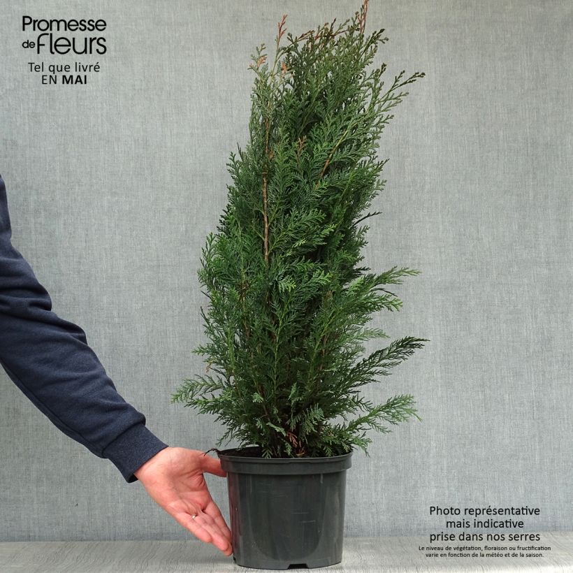 Example of Chamaecyparis lawsoniana Columnaris - Cyprès de Lawson Pot de 4L/5L as you get in printemps