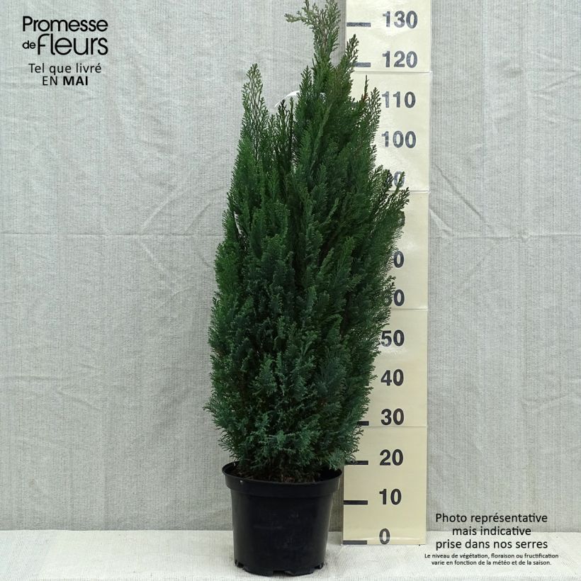 Example of Chamaecyparis lawsoniana Elwoodii - Cyprès de Lawson  Pot de 7,5L/10L as you get in printemps