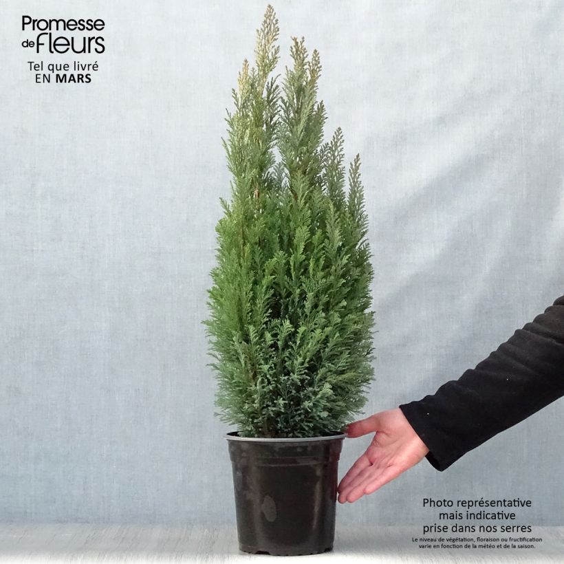 Example of Chamaecyparis lawsoniana Elwoodii - Cyprès de Lawson  Pot de 4L/5L as you get in printemps