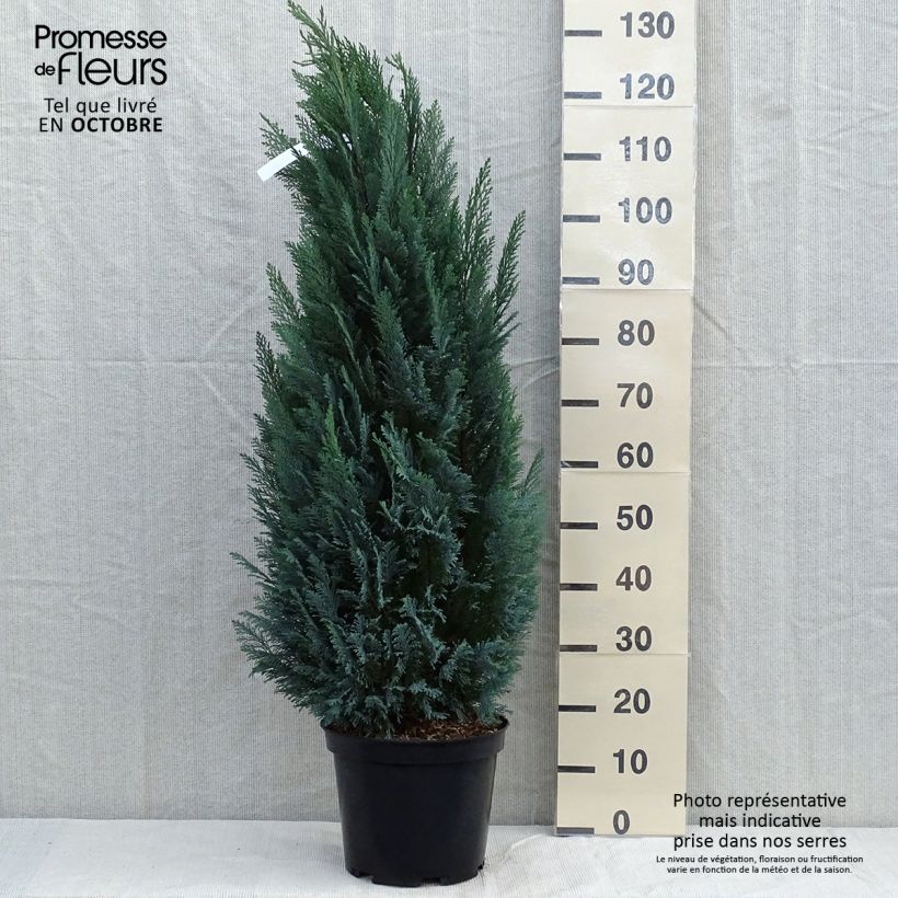 Spécimen de Chamaecyparis lawsoniana Elwoodii - Cyprès de Lawson  Pot de 7,5L/10L tel que livré en automne