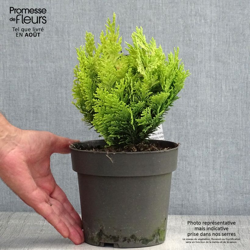 Spécimen de Chamaecyparis lawsoniana Minima Aurea - Cyprès de Lawson nain Pot de 2L/3L tel que livré en été