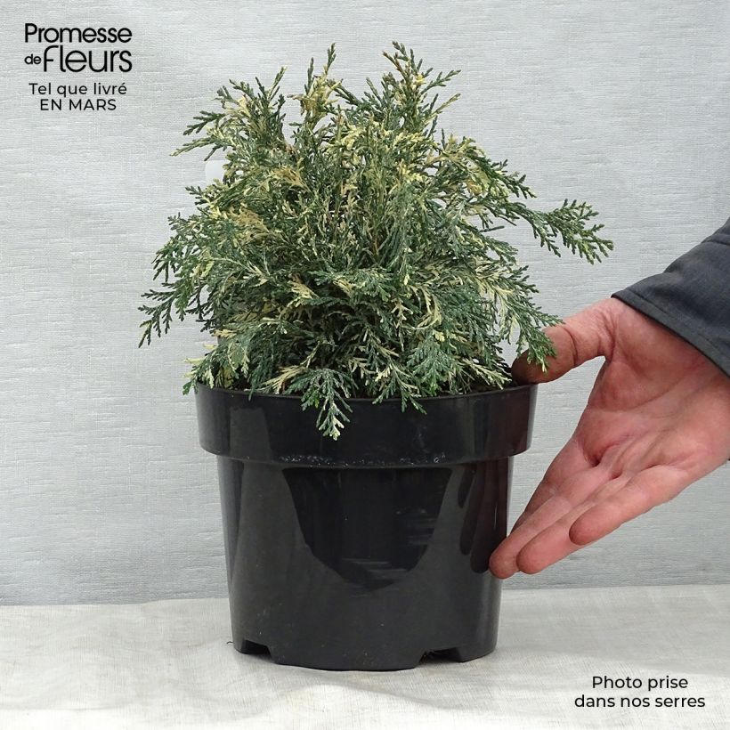 Example of Chamaecyparis lawsoniana Pearly Swirls - Cyprès de Lawson Pot de 2L/3L as you get in printemps