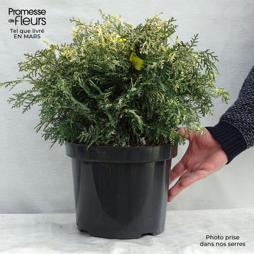 Example of Chamaecyparis lawsoniana Pearly Swirls - Cyprès de Lawson Pot de 7,5L/10L as you get in printemps